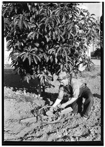 Setting bear trap in avocado grove, November, 1933