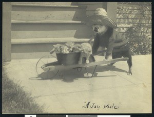 Bull dog pushing six kittens in a wheel-barrel, ca.1930