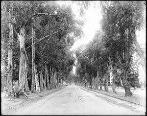 View of Magnolia Avenue in Riverside, ca.1900