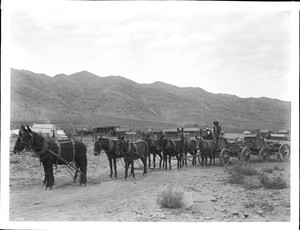 Man driving an 8-mule team transporting ore in two wagons in desert community, California, ca.1890-1892