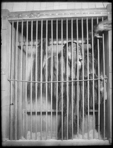 Full view of gorilla standing in cage, ca.1940