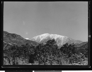 Orange groves and a snow-capped mountain in Southern California, ca.1930