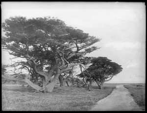A copse of Cedars of Lebanon trees on the 17 Mile Drive in Pacific Grove, 1887