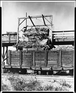 Load of sugar beets being dumped into a Southern Pacific railroad car in Compton, 1910