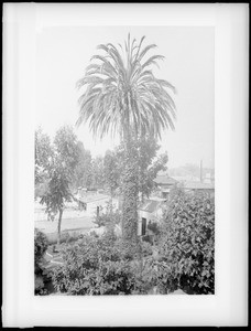 Oldest date palm in the city of Los Angeles on Date Street, ca.1888