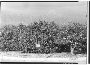 View of Sunkist orange groves showing snow-capped Mount Baldy in the background, 1932