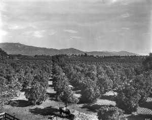 Orange orchard in South Pasadena, northwest of Alhambra, ca.1909