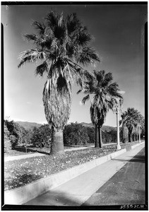 Palm trees along a street in Azusa, January 9, 1931