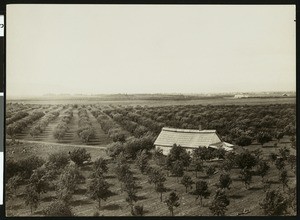 Pear orchard in Medford, Oregon