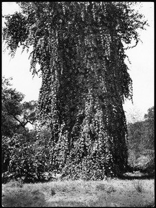 Enormous wild grapevine grown up and around large tree, ca.1898