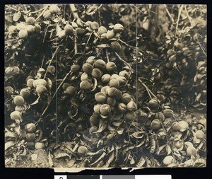 Peach orchard, Washington