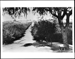 Colorado Boulevard looking east from a hill where the Elk Club stands out of frame, Pasadena, ca.1885