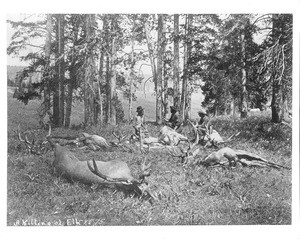 Hunting party skinning elk, Montana(?), 1875