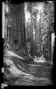 Big trees growing next to the dirt road to Wawona in Mariposa Grove in Yosemite National Park, ca.1900