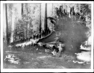 Troop "F" of the Kansas Sixth Cavalry stands on huge tree "the fallen monarch" in a Mariposa grove, Yosemite National Park, ca.1900