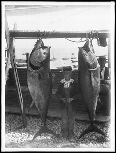 Boy standing between two large hanging tunas caught off Santa Catalina Island, ca.1910