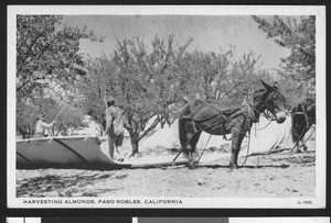 Men harvesting almonds in Paso Robles, California