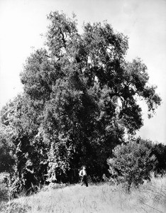 Cathedral Oak tree in South Pasadena, 1915-1925