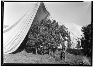 Glendora Cooperative Fumigation Company fumigating the Needham Brother's ranch lemon grove with tents in Glendora, February 20, 1931