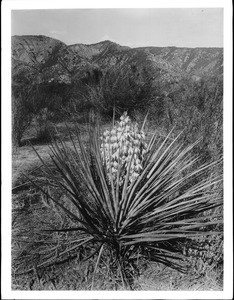 Yucca Radiata plant or Spanish Dagger in blossom