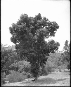 Eucalyptus trees, ca.1900