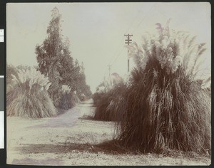 Pampas grass along the intersection of two dirt paths