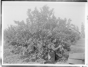 Worker on his knees picking lemons in an orchard, San Fernando Valley, ca.1900