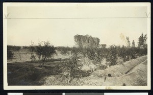 View of crops, showing a "keep out" sign, ca.1900