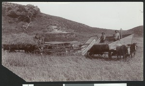 Men and mules "head grain", ca.1890