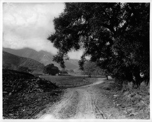 View along a dirt path on Lucky Baldwin's Rancho Santa Anita, Los Angeles, ca.1900