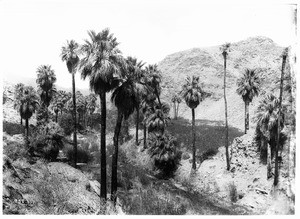 Palm Canyon near Palm Springs, showing the canyon wall in the background, ca.1901