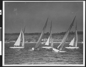 Cluster of five sailboats with lightly colored masts at close range of each other, ca.1940