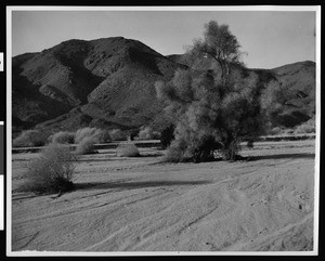 Desert scene in Riverside County, showing a smoke tree and mountains, ca.1903