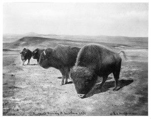 Four prairie buffalo grazing in Montana, 1879