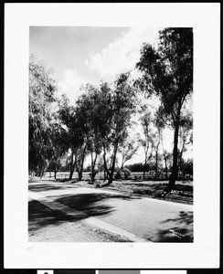 Tree-lined Arizona road