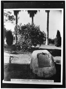 Plaque and a "parent" orange tree in Riverside, 1933