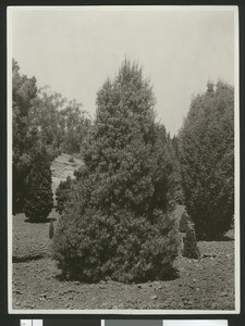 Pinus quadrifolia (P.Parrizi) tree on the premises of what appears to be a tree farm, ca.1920