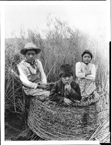 Three young Chemehuevi Indian children sitting in a large mesquite granary basket, ca.1900