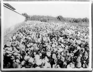 Close-up of a field of Asters (California) in bloom, ca.1900