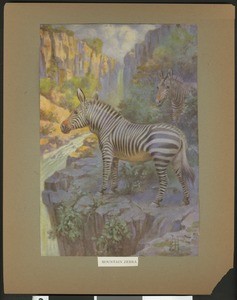 Color drawing depiciting mountain zebras, by H