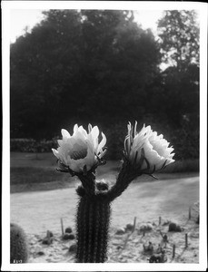 Close-up of cactus blossoms, Riverside Park, ca.1920