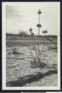 Cheeya (or chia) plant in desert terrain