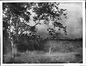 Cucamonga Mountains and trees near the Santa Ana River, California, ca.1900-1940