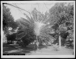 View of a travelers' palm, Honolulu, Hawaii