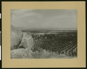 Birdseye view of orange groves in Riverside from Mount Rubidoux, 1905