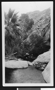 View of an unidentified desert oasis, ca.1950