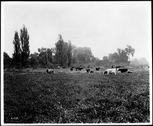 Cattle grazing in alfalfa field