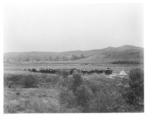 Group of corralled horses on the C.R. Range in northern Montana, September 1901