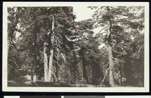 Fir and pine trees in the forest