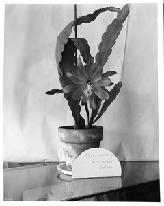 Flowering plant on a glass table, ca.1920